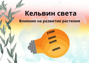Цветовая температура для растений в кельвинах