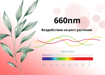 Спектр 660nm - воздействие на рост растений