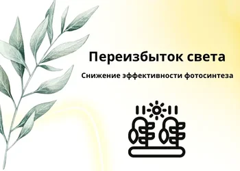 Переизбыток света у растений